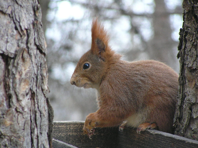 Sciurus vulgaris. Stelvio