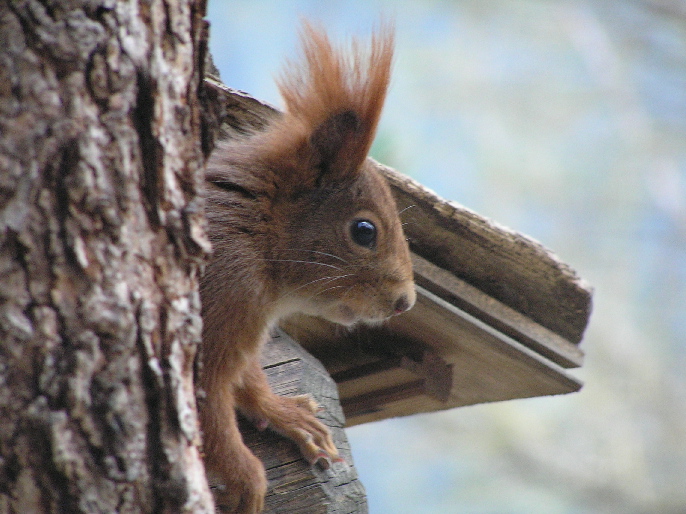 Sciurus vulgaris. Stelvio