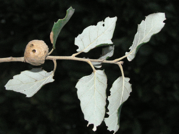 parassita della sughera: Aphelonyx cerricola