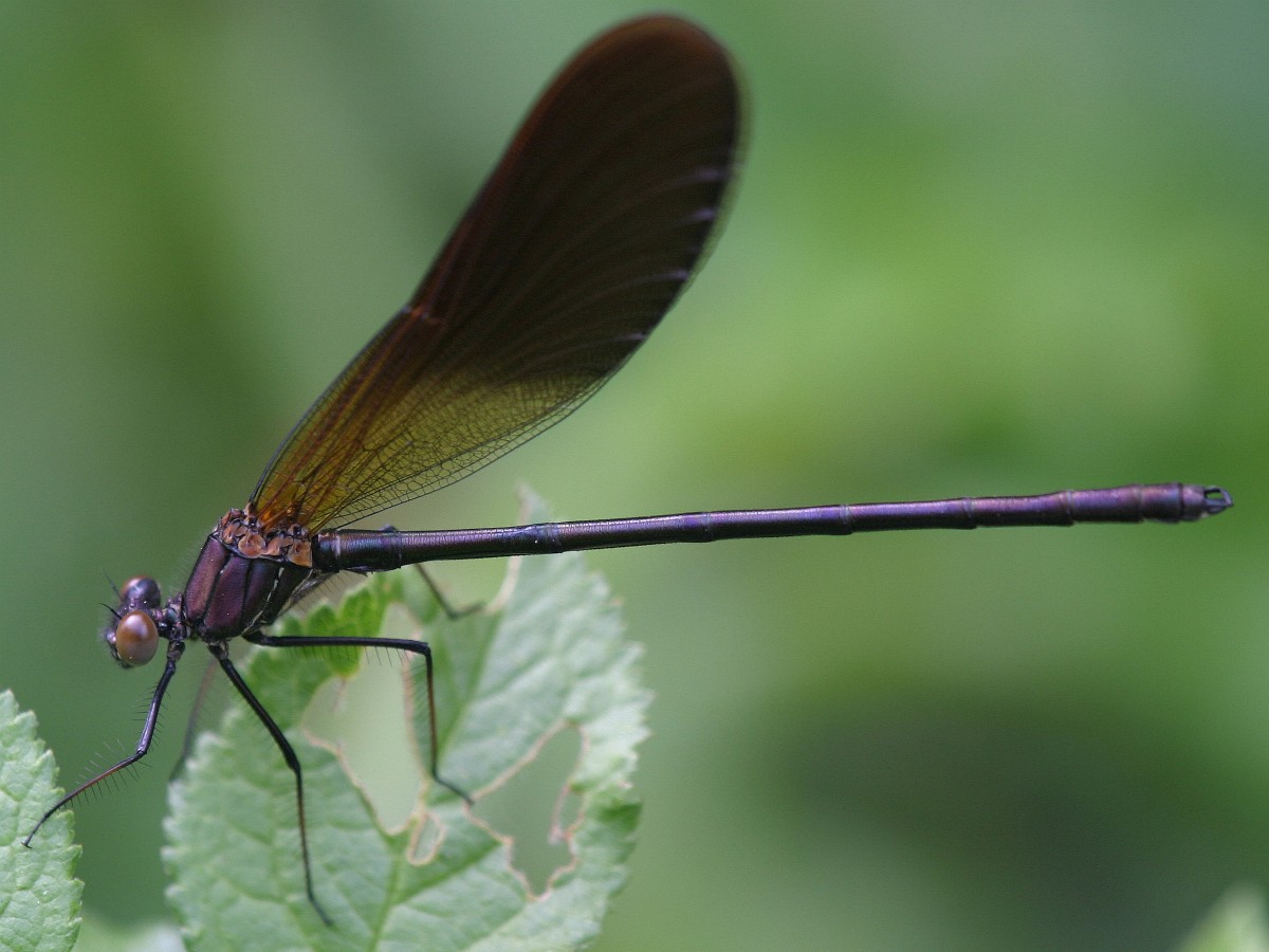 Calopteryx haemorrhoidalis
