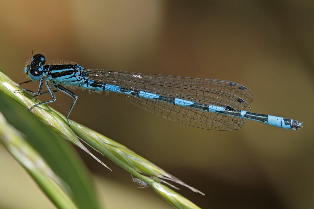 Libellula - Coenagrion mercuriale castellani