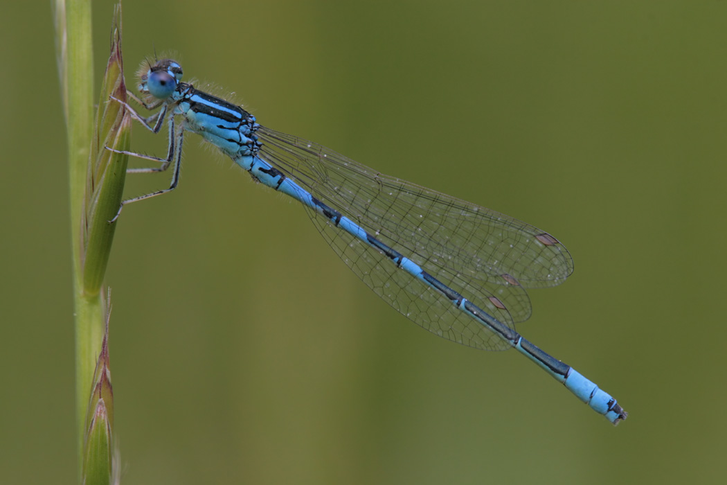 Libellula - Coenagrion scitulum