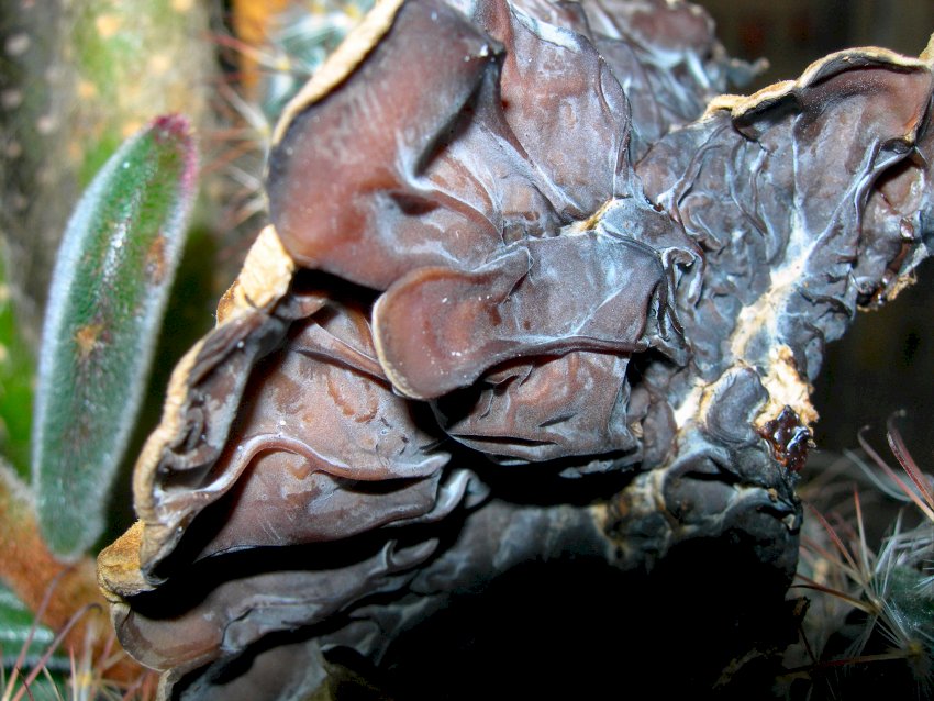 Auricularia mesenterica  e ..............