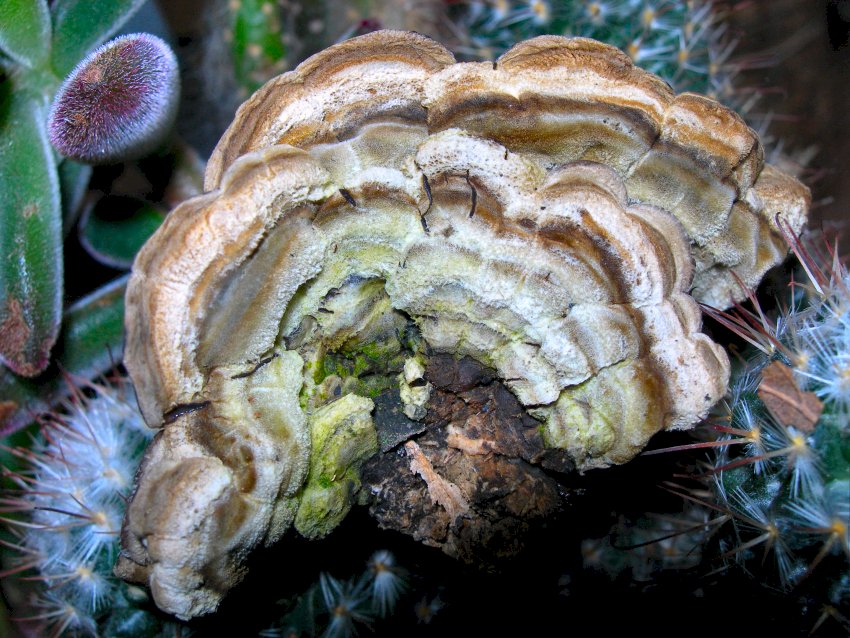 Auricularia mesenterica  e ..............