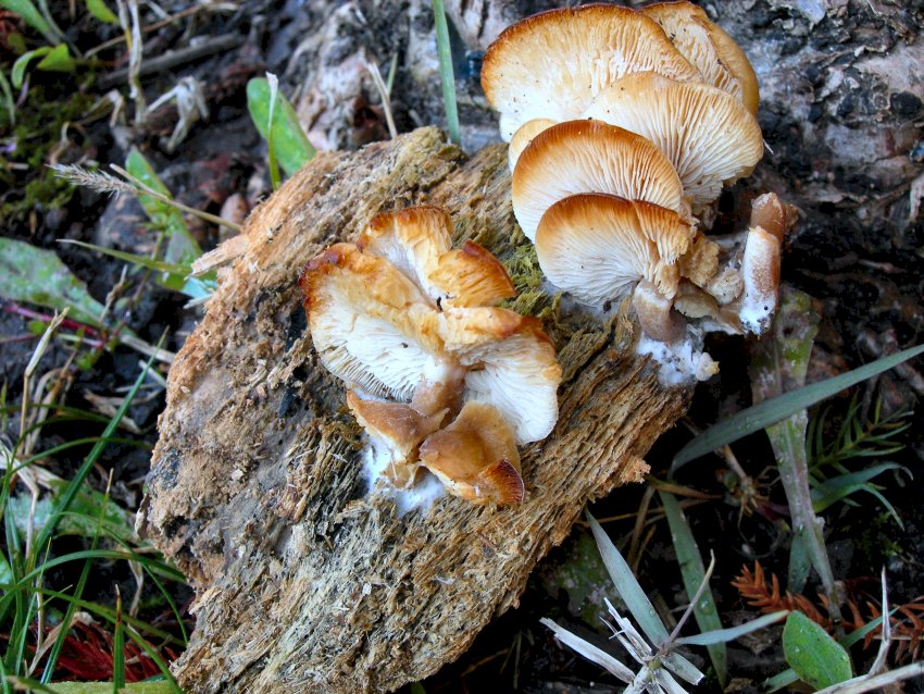 Auricularia mesenterica  e ..............