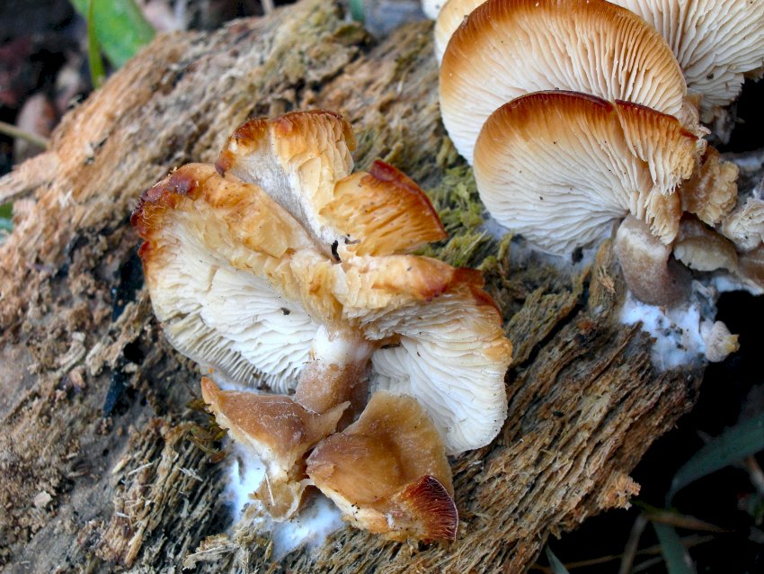 Auricularia mesenterica  e ..............