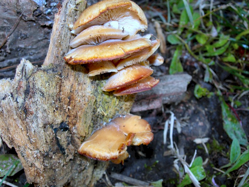 Auricularia mesenterica  e ..............