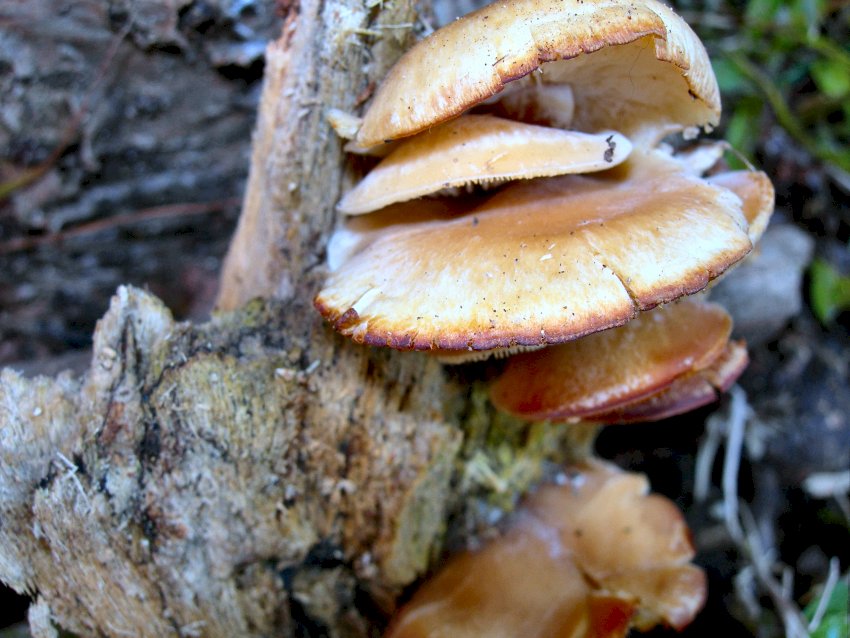 Auricularia mesenterica  e ..............