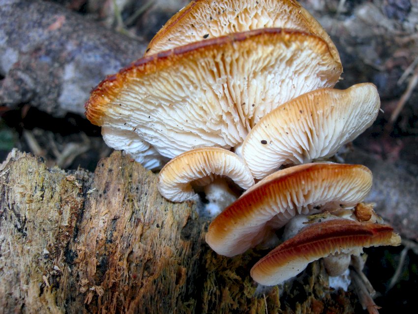 Auricularia mesenterica  e ..............