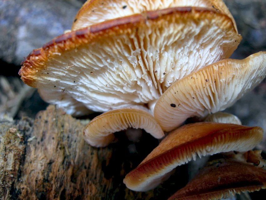 Auricularia mesenterica  e ..............