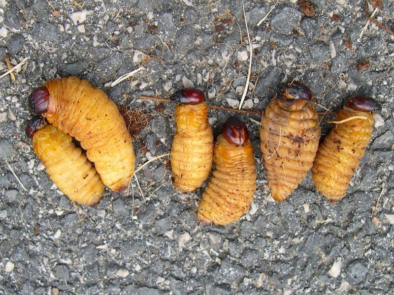 Con l''entusiasmo dell''esordiente...Rhynchophorus ferrugineus