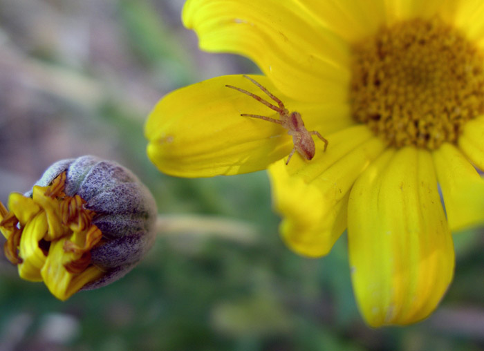 Primi insetti...e prime 