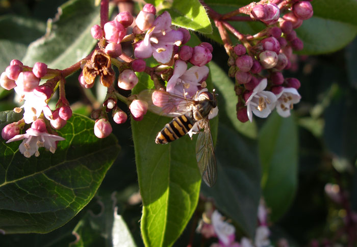 Primi insetti...e prime 
