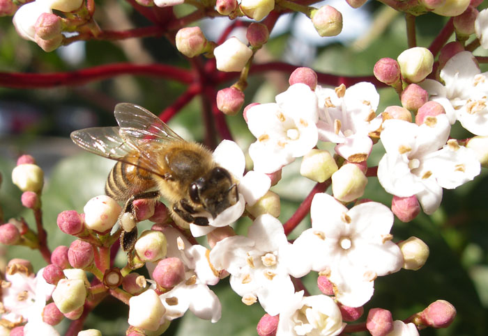 Primi insetti...e prime 