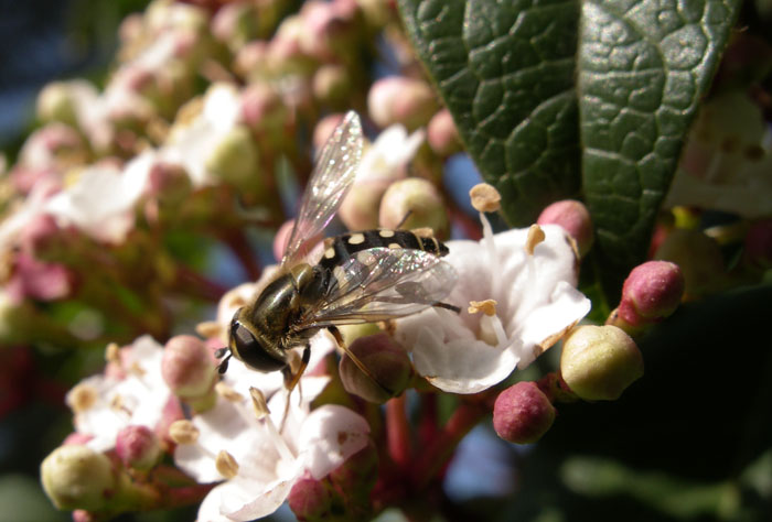 Primi insetti...e prime 