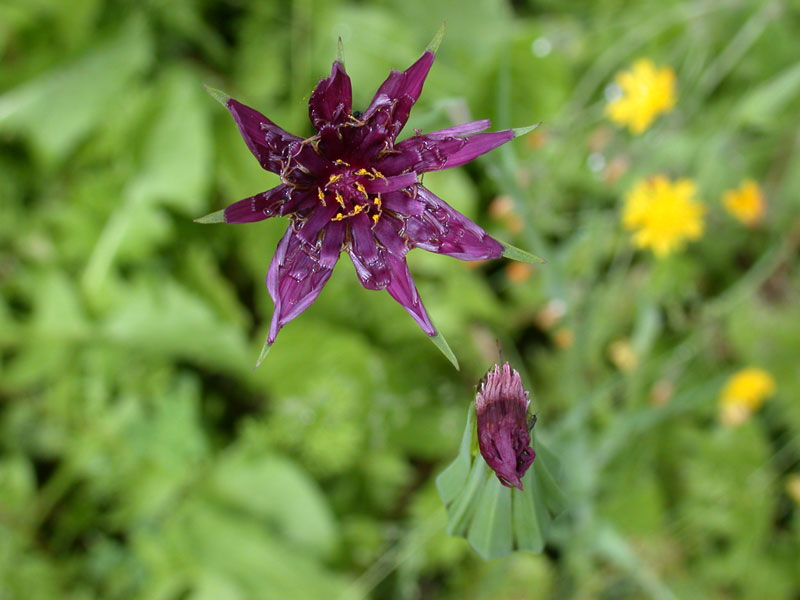 Tragopogon porrifolius / Barba di Becco violetta