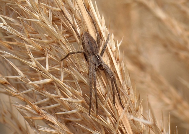 Pisaura mirabilis