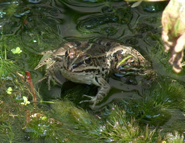 Una rana fotogenica - Pelophylax sp. (Sicilia)