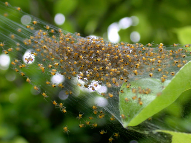 Schiusa di ragni (Araneidae)