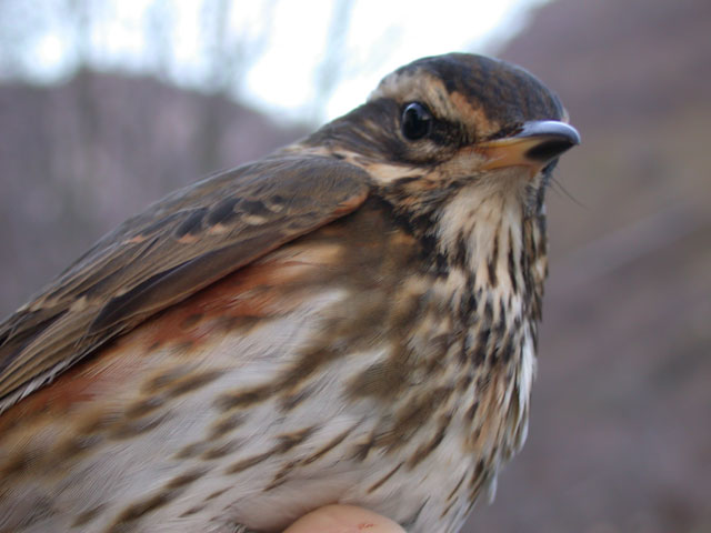 Tordo bottaccioTurdus philomelos