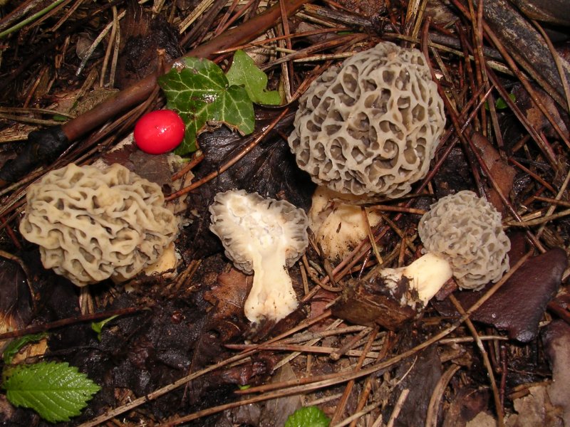 Mycoflora  toscana - Che grande soddisfazione....