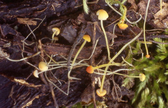 Mycena acicula