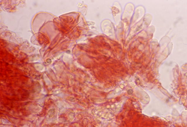 Mycena acicula