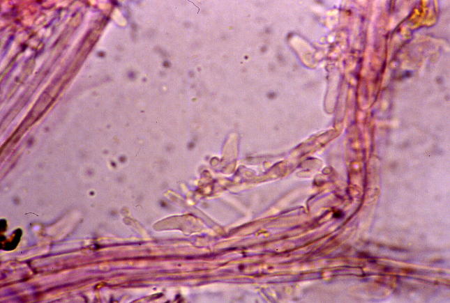 Mycena acicula