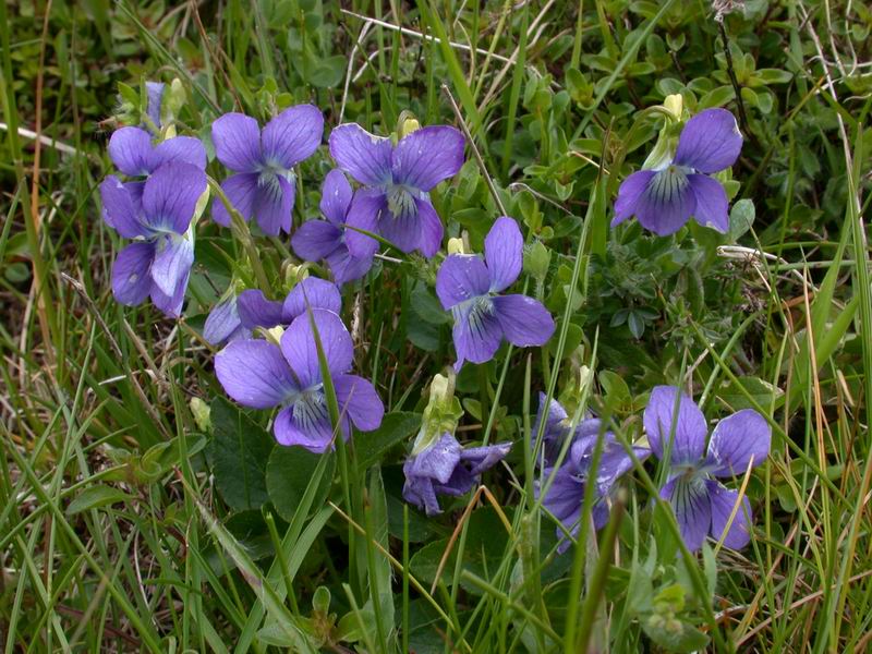 Viola riviniana