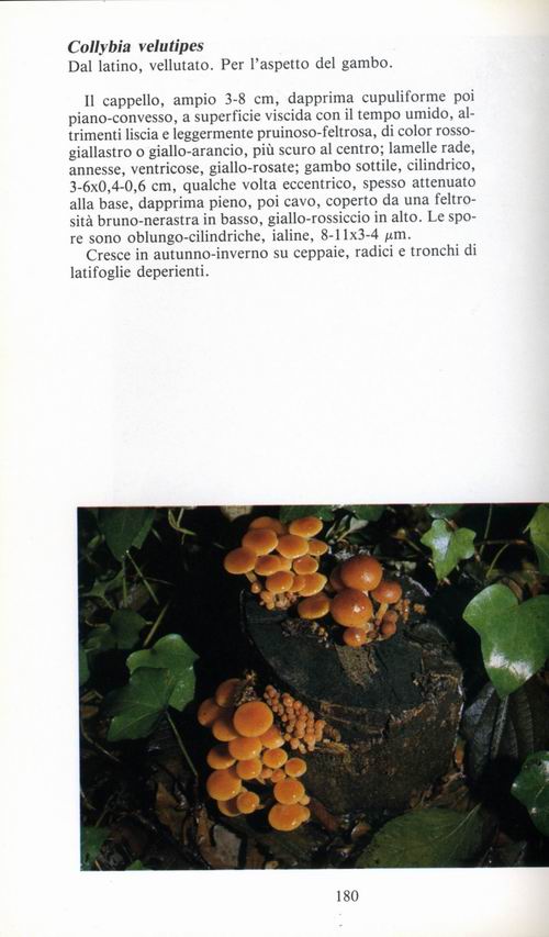 Auricularia mesenterica  e ..............