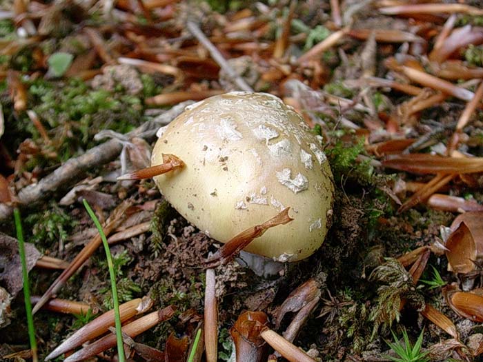 Amanita gemmata - sotto latifoglia 02.06.06  600.m slm.