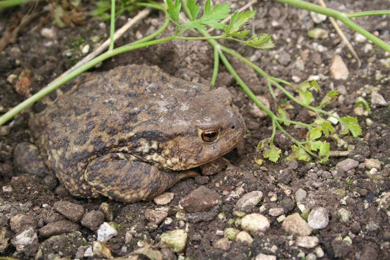 Un bellissimo Bufo bufo