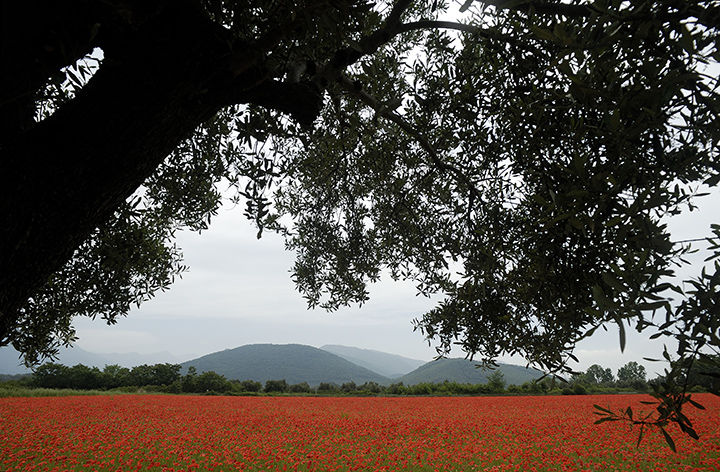 Dove sono finiti i papaveri? Papaver rhoeas