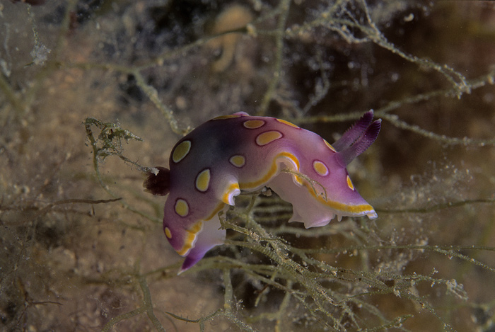 Chromodoris luteorosea (Rapp, 1827)