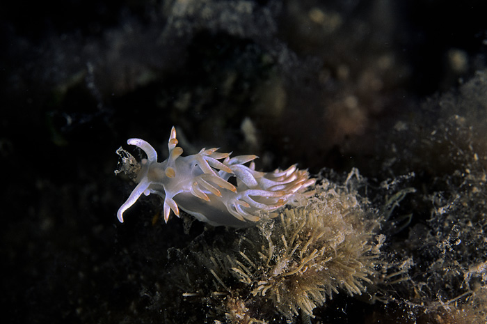 Flabellina babai Schmekel, 1973