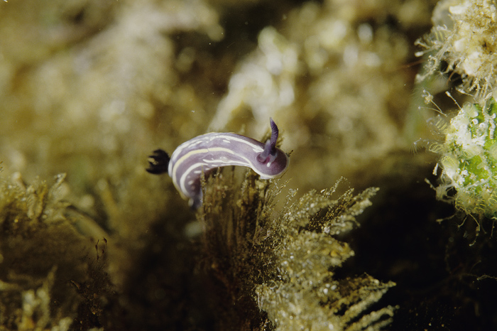 Hypselodoris cantabrica
