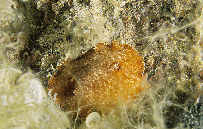 Platydoris argo