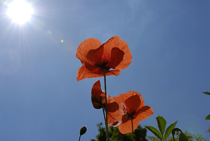 Dove sono finiti i papaveri? Papaver rhoeas