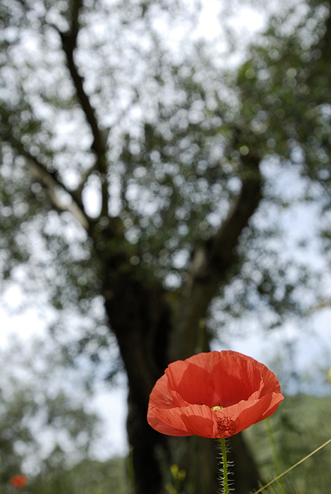 Dove sono finiti i papaveri? Papaver rhoeas