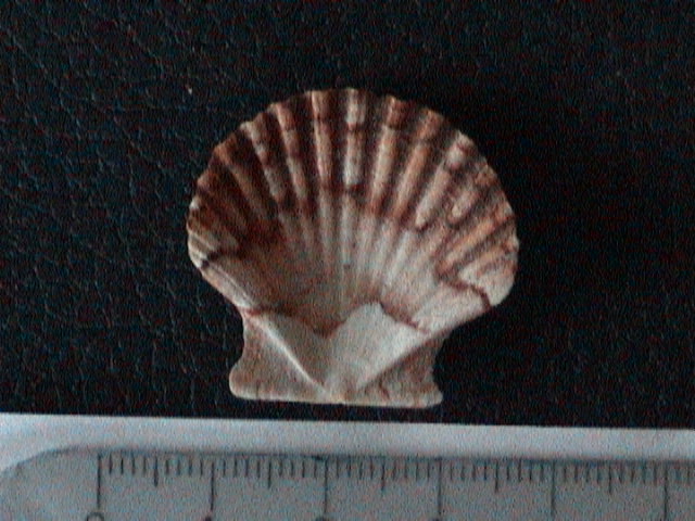 Pecten Jacobeusj uv.