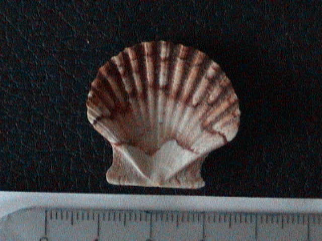 Pecten Jacobeusj uv.