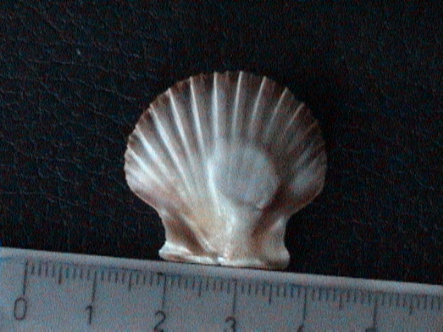 Pecten Jacobeusj uv.