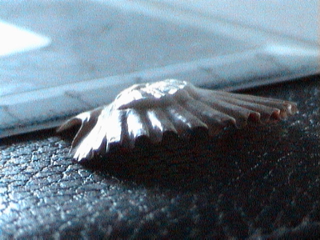 Pecten Jacobeusj uv.