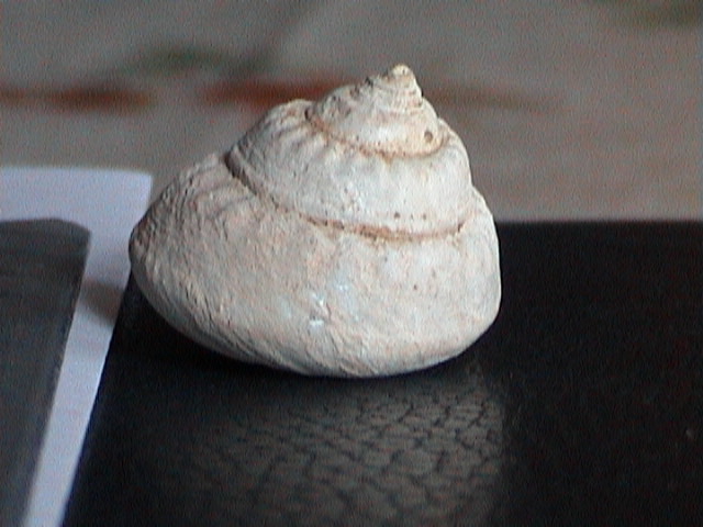 Gibbula magus