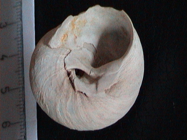 Gibbula magus