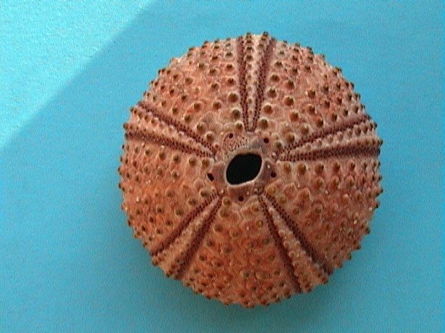 Arbacia lixula (Linn, 1758) - teca