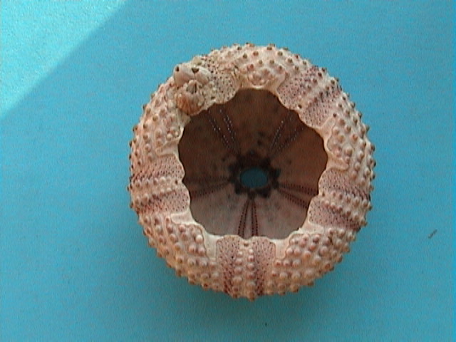 Arbacia lixula (Linn, 1758) - teca