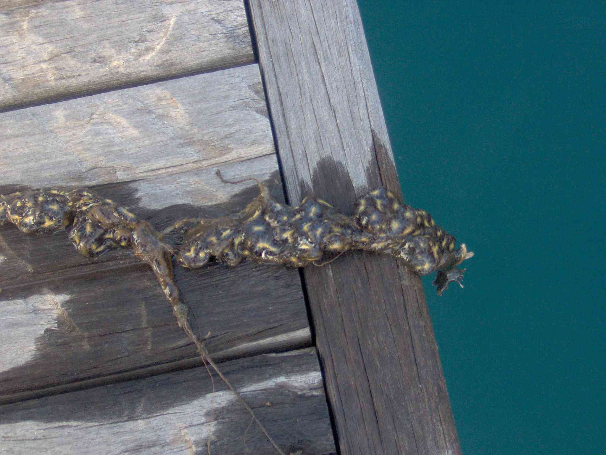Botryllus schlosseri