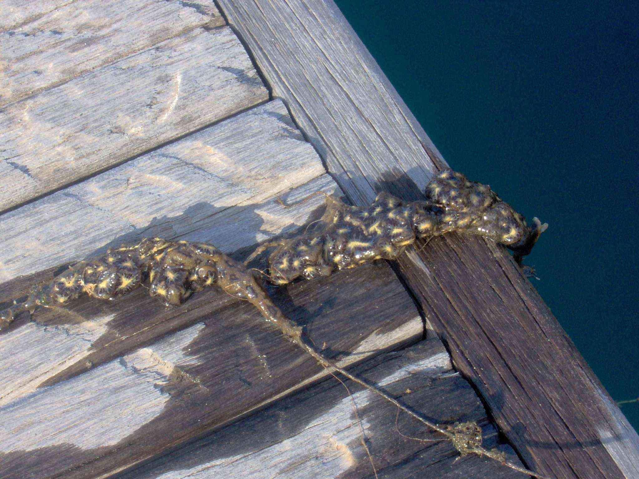 Botryllus schlosseri