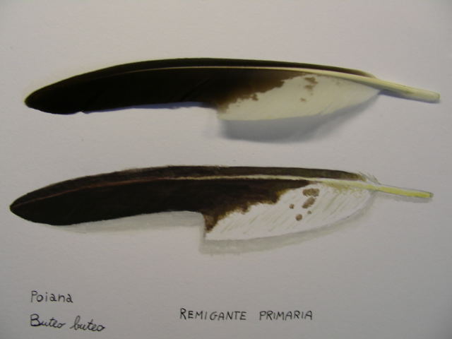 Disegno naturalistico 2Lezione